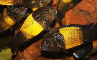 Tropheus sp. Ikola