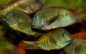 Tropheus sp Katete