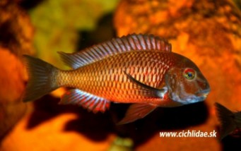 Tropheus sp Lupota