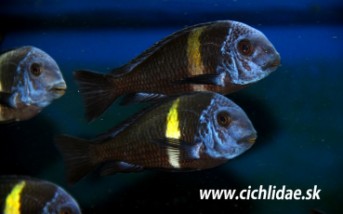 Tropheus sp Dubois Maswa