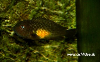 Tropheus sp Kalambo