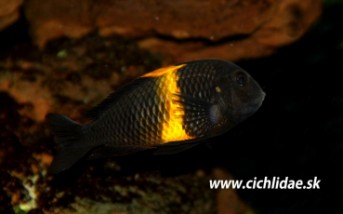 Tropheus sp Kiriza