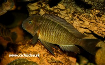 Tropheus sp Lyamembe