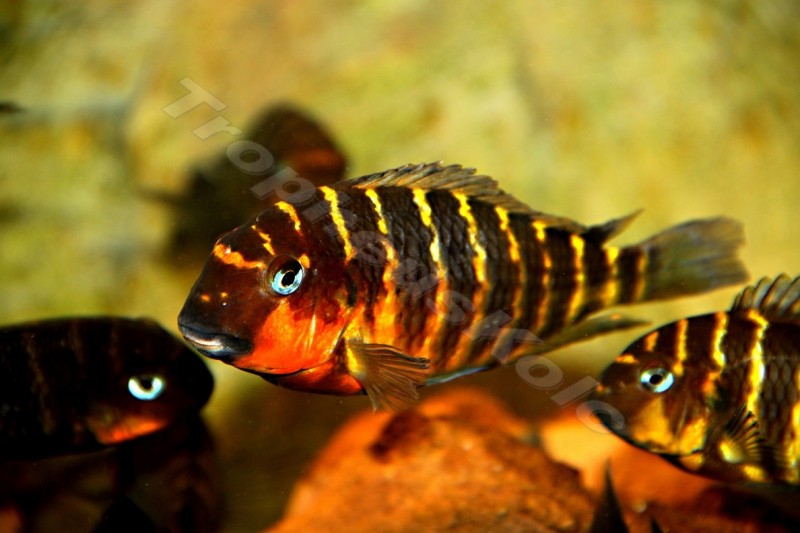 Tropheus Brichardi Mbpiwe red cheek - -