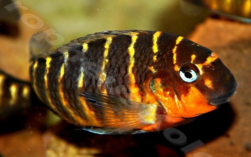 Tropheus Brichardi Mbpiwe red cheek - -